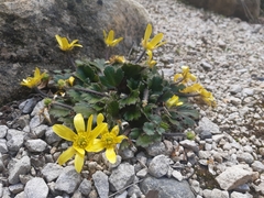 Ranunculus callianthus