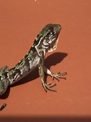 Iguana iguana melanoderma