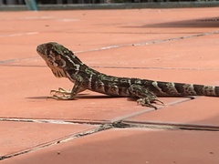 Iguana iguana melanoderma