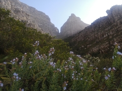 Lobostemon glaucophyllus