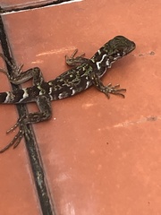 Iguana iguana melanoderma