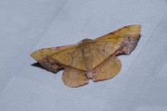 Fascellina plagiata
