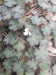 Geranium socolateum