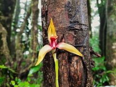 Maxillaria cucullata