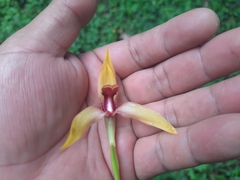 Maxillaria cucullata