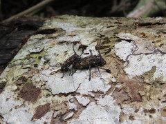 Steirastoma histrionicum