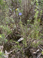 Thelymitra pallidifructus