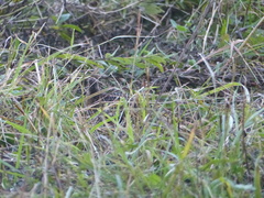 Coturnicops noveboracensis