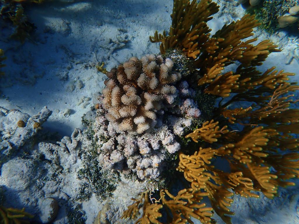 Golden sea fan