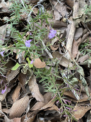 Hedeoma hyssopifolia