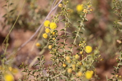 Acacia translucens