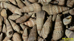 Batillaria attramentaria