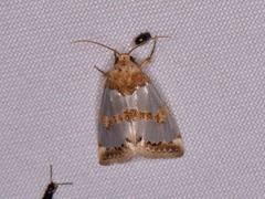 Schinia chrysellus