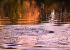 Phoca vitulina richardii