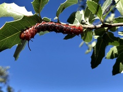 Anisota oslari