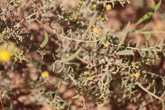 Acacia translucens