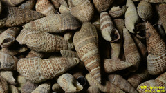 Batillaria attramentaria