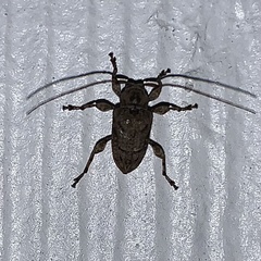 Leptostylopsis terraecolor