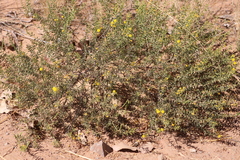 Acacia translucens