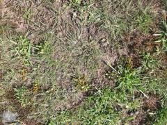 Carmichaelia corrugata