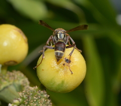 Polistes stigma townsvillensis