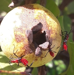 Insecta