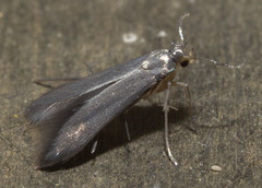 Schreckensteinia erythriella