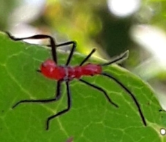 Insecta