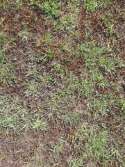 Carmichaelia corrugata