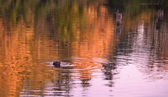 Phoca vitulina richardii