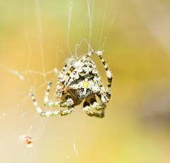 Araneus circe