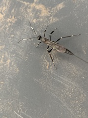 Xorides stigmapterus