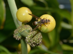 Polistes stigma townsvillensis