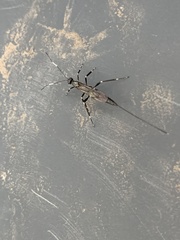 Xorides stigmapterus