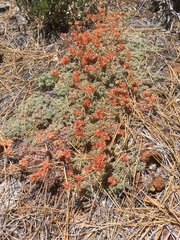 Eriogonum kelloggii