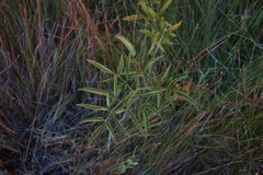 Cicuta maculata angustifolia