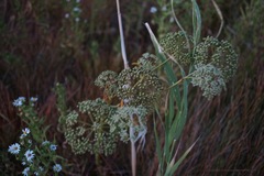 Cicuta maculata angustifolia