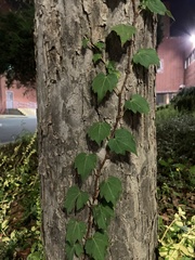 Parthenocissus tricuspidata