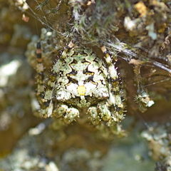 Araneus circe