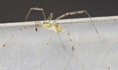 Thwaitesia nigronodosa