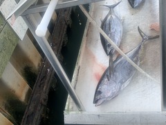 Thunnus