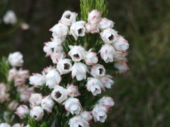 Erica triflora