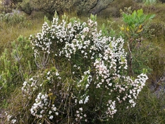 Erica triflora