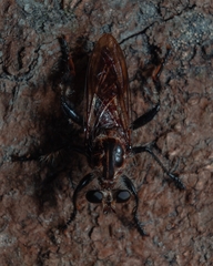 Andrenosoma