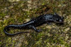 Plethodon ouachitae