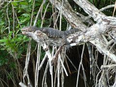 Varanus salvator salvator