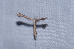 Stenoptilodes taprobanes