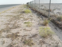 Haplophyllum tuberculatum