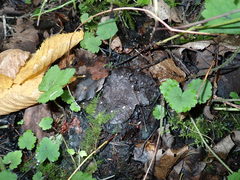 Hymenoscyphus immutabilis