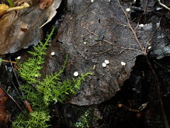 Hymenoscyphus immutabilis